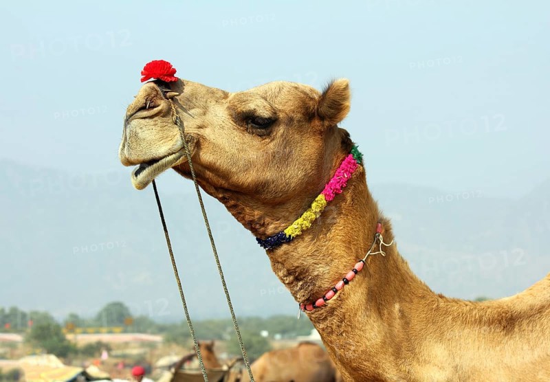 Pushkar Camel Fair, camel during festival in Pushkar India