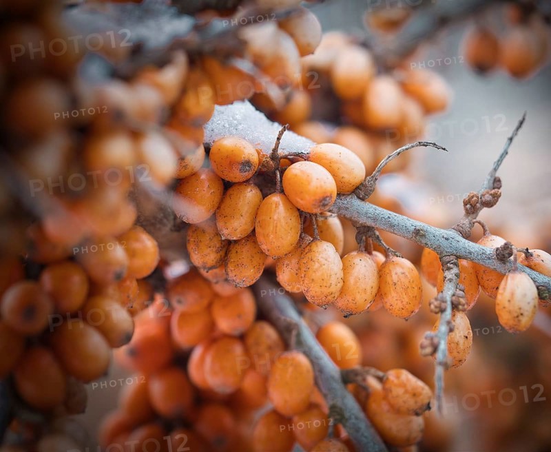 Sea buckthorn