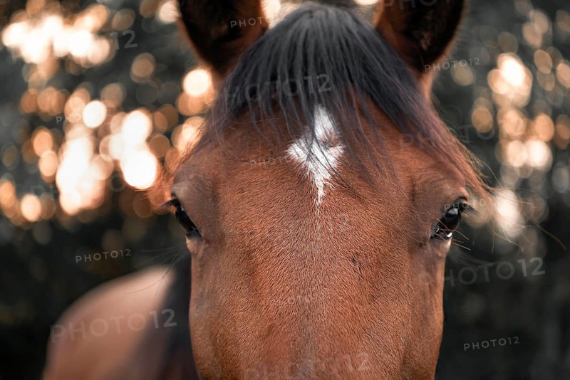 Close-up with the face of a brown horse with black hair and a white spot on its forehead, looking straight at the camera, selective focus image