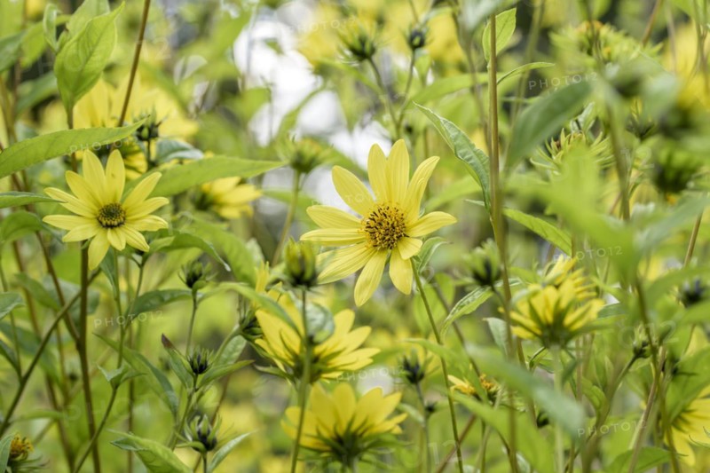 Small-headed sunflower (Helianthus 'Lemon Queen'), Gardens of the World, Berlin, Berlin, Germany, Europe