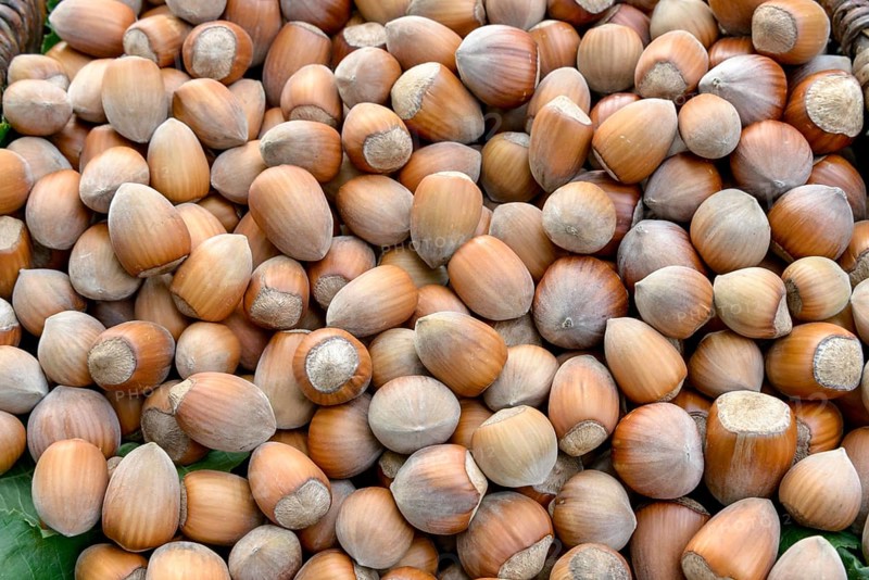 Hazelnut (Corylus in varieties), An den Dorfwiesen 9, Federal Republic of Germany