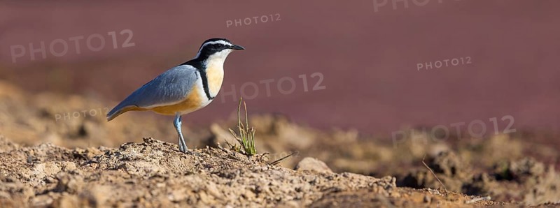 Crocodile-bird, (Pluvianus aegytpticus), Crocodile-bird, Egyptian Plover, Pluvian fluviatile, Pluvial, Njau area, Njau, North Bank, Gambia, Africa
