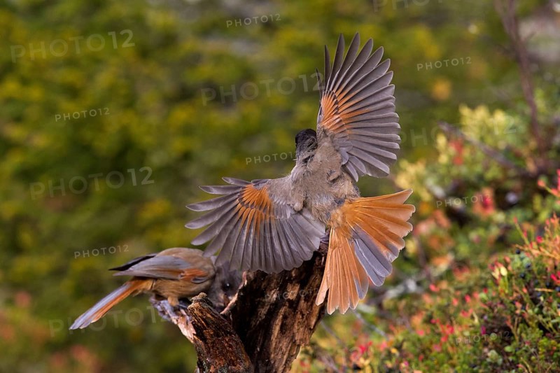 An unlucky jay sits on a tree stump, another comes flying in and can be seen from behind