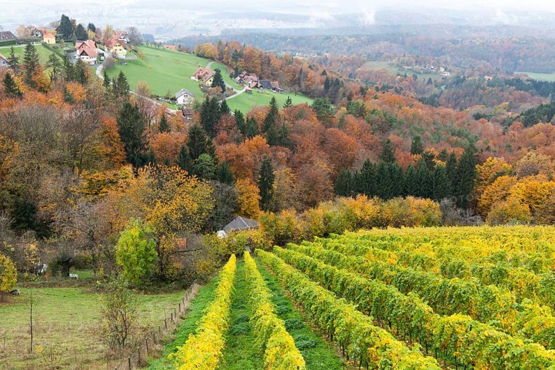 Autumn atmosphere, foliage colouring in forest and vineyard, St. Andrä-Höch, Sausal, Styria, Austria, Europe