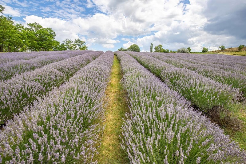 Beautiful summer evening in a lavender field. Large blue lavender bushes blooming in a cultivation area. Landscape shot under a cloudy sky at Lake Balaton, Hungary, Europe