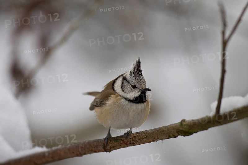 Haubenmeise, Lophophanes cristatus, Syn. Parus cristatus, European crested tit