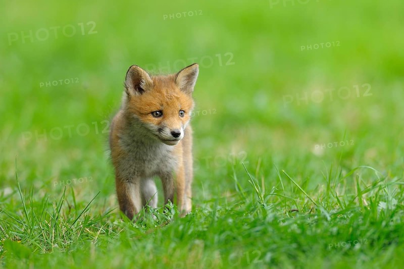 Fox cub, Vulpes vulpes, Germany, Europe