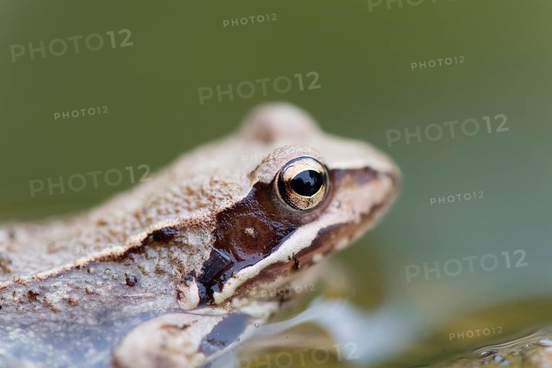 Brown Frog in nature water