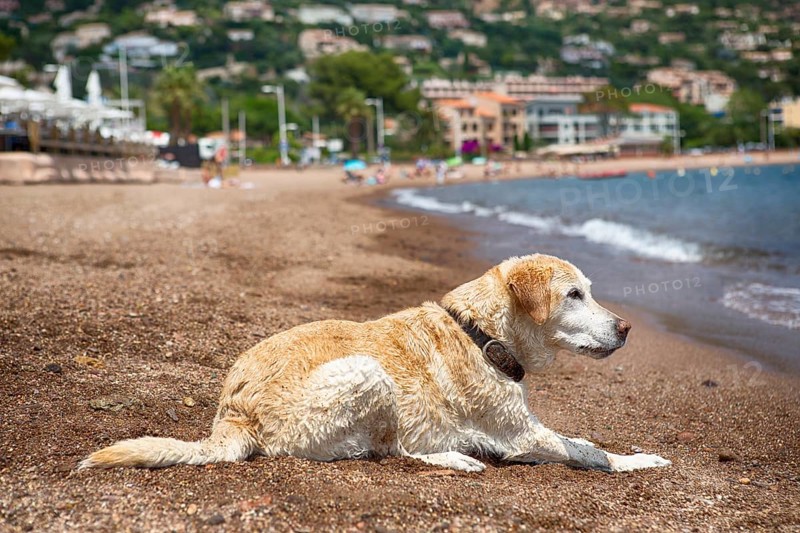 Labrador lying on the beach of Frejus and looking at the water, South of France 2018