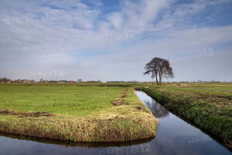 Solitary tree in a wide landscape near the Frisian village of Oosterzee