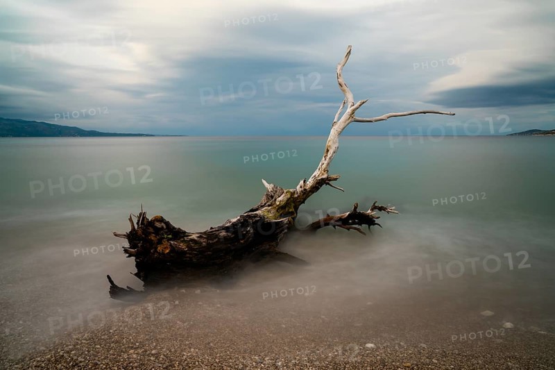 Old driftwood tree on a rocky beach with turquoise water behind under an overcast sky
