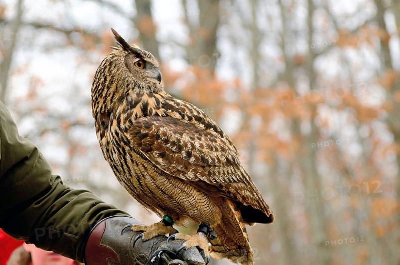Portrait of a great horned Owl Bubo viriginianus