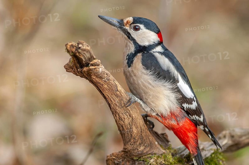 Great Spotted Woodpecker (Dendrocopos major) on a branch in the forest. Bas-Rhin, Alsace, Grand Est, France, Europe