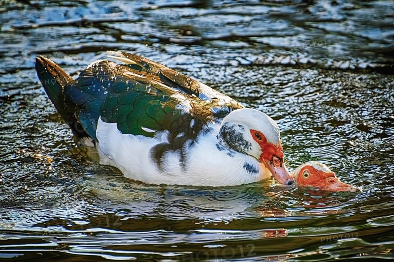 Ducks Coupling in the Water Varna, Bulgaria, Europe