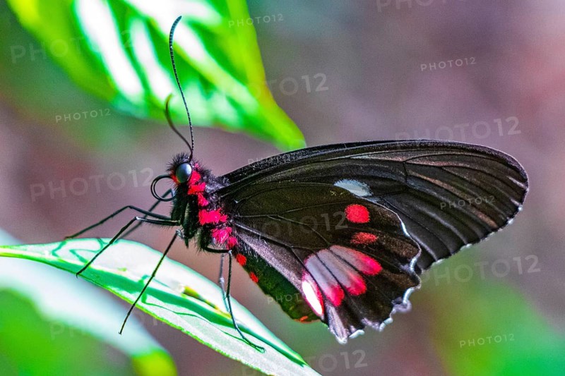 Red and black noble tropical butterfly on green nature background on big tropical island Ilha Grande in Angra dos Reis Rio de Janeiro Brazil