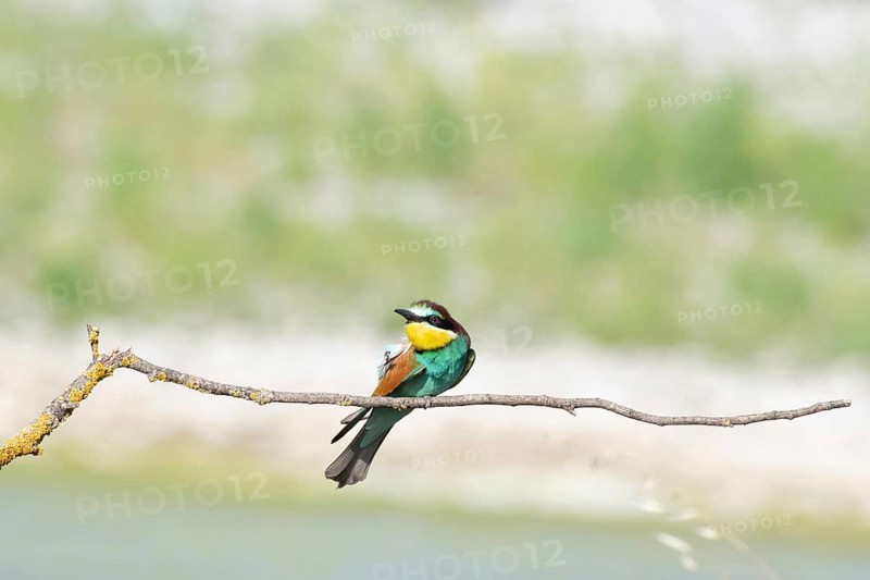Merops apiaster, italy