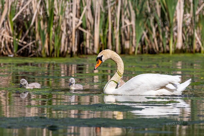 Offspring Swan Swan family