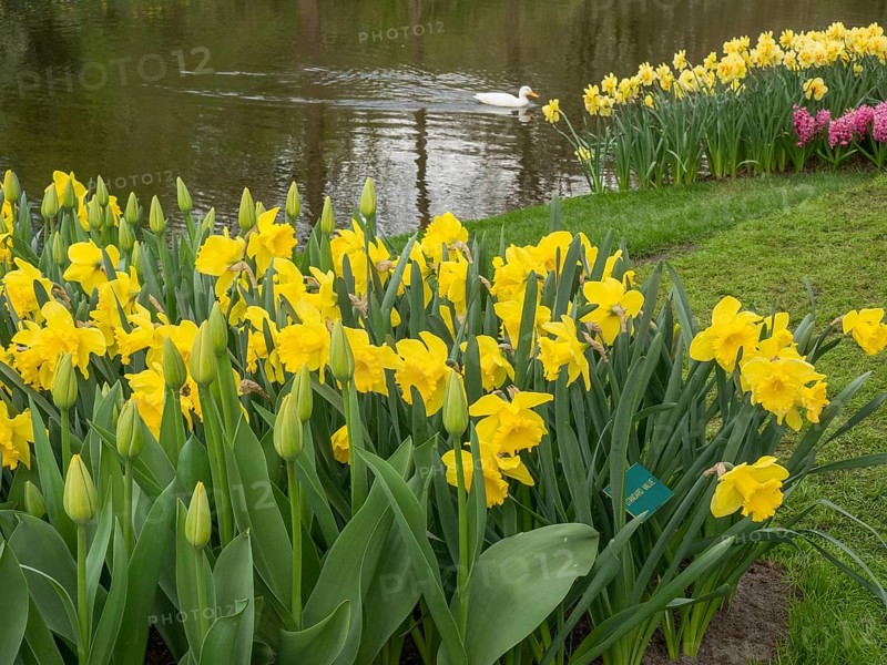 Wild daffodils blooming at the edge of a pond, a swan swims in the background, amsterdam, the netherlands
