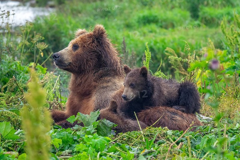 A female brown bear and her cubs lie in the grass, Kamchatka, Russia, Europe