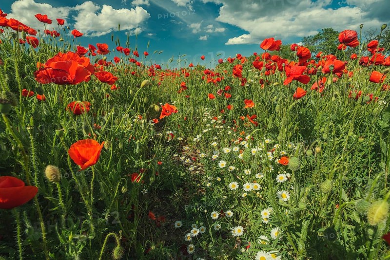 Field of poppy flowers and daisies at summer