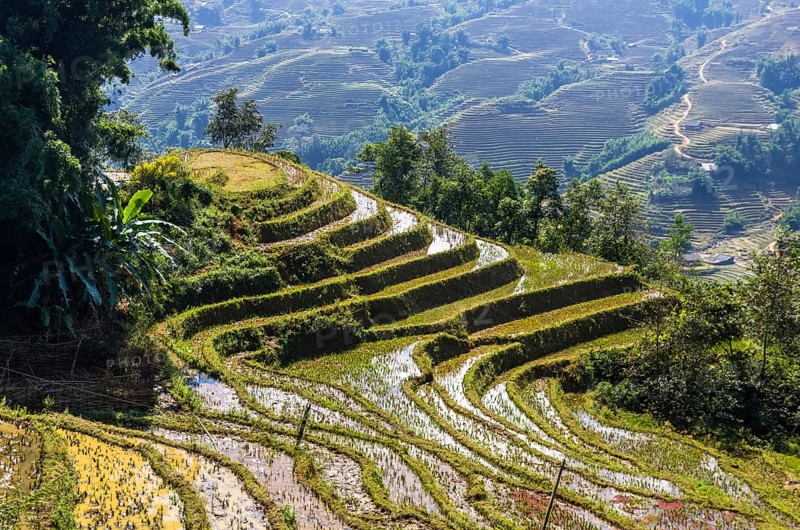 Close up view on rice terrace in Sapa village, Vietnam, Asia