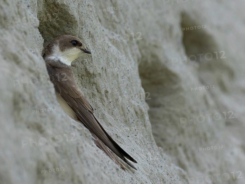 Sand martin (Riparia riparia) sitting at the entrance to its breeding tube, Rhine bank, High Rhine, Baden-Württemberg, Germany, Europe