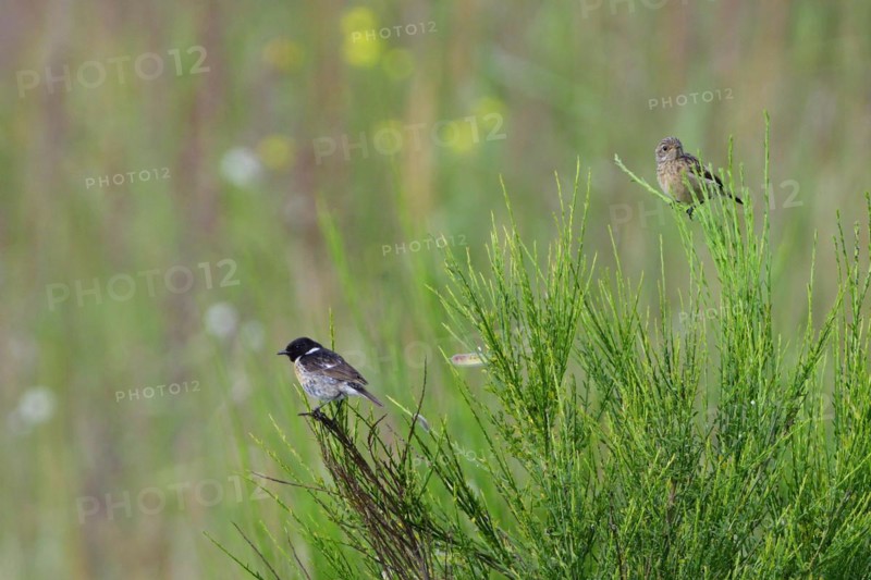Young European stonechat on a shrub. Young stonechat waiting for food