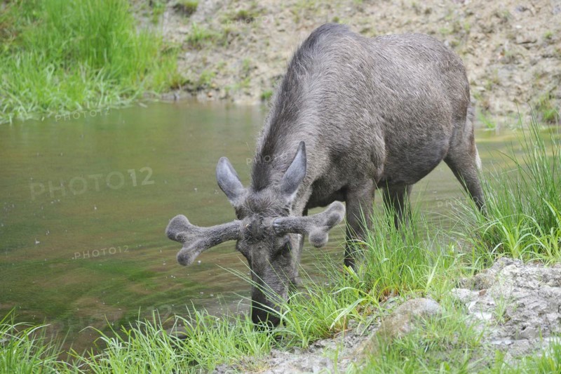 Bull moose in a pond. Male moose in a pond
