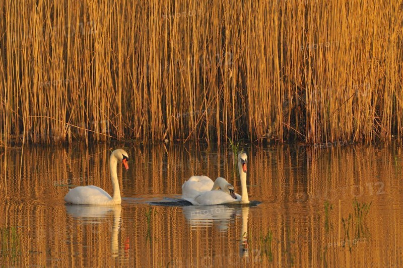 Mute Swan (Mating Pair), Mute Swan (Pair courting)
