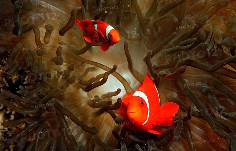 Spiny anemonefish, Premnas aculeatus, Indonesia, Wakatobi Dive Resort, Sulawesi, Indian Ocean, Banda Sea, Asia