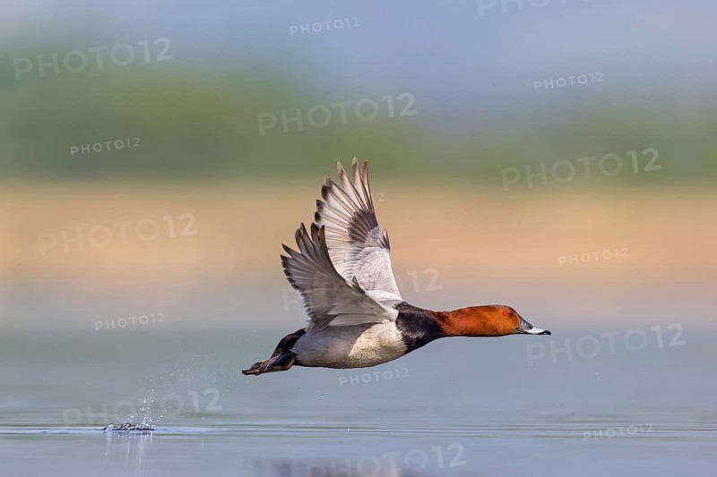 Pochard, (Aythya ferina), Anas ferina, animals, birds, duck birds, flight photo, Race area - Reservoir, Race, Race-Fram, Slovenia, Europe