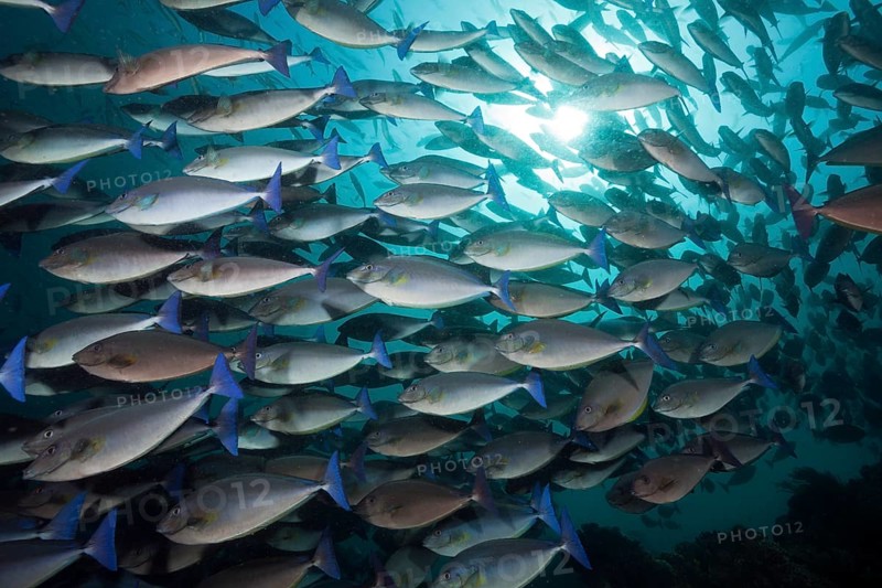 Swarm of blue-tailed nose doctor, Naso caeruleocauda, Raja Ampat, West Papua, Indonesia, Asia