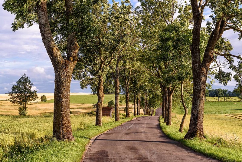 Avenue in Masuria