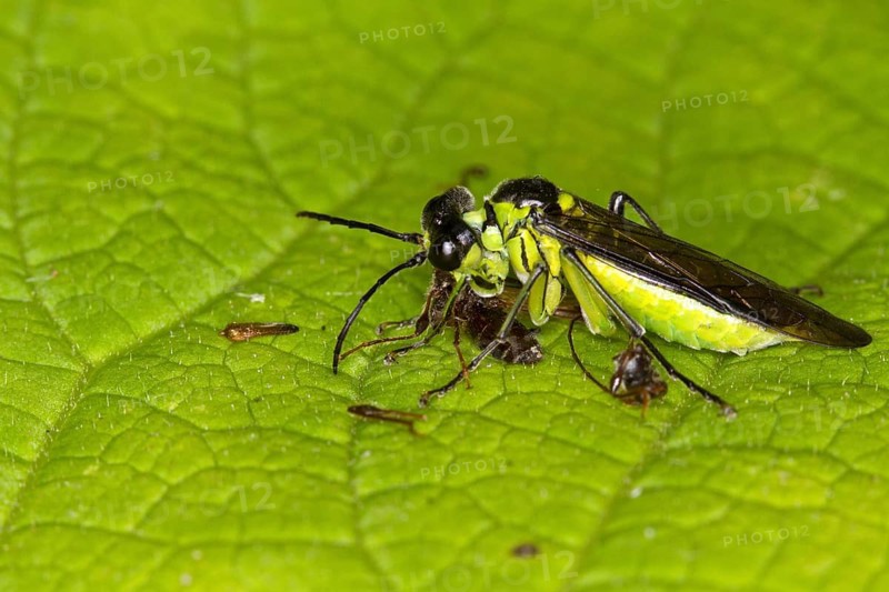 Leaf wasp eats preyed insect (Tenthredo mesomela)