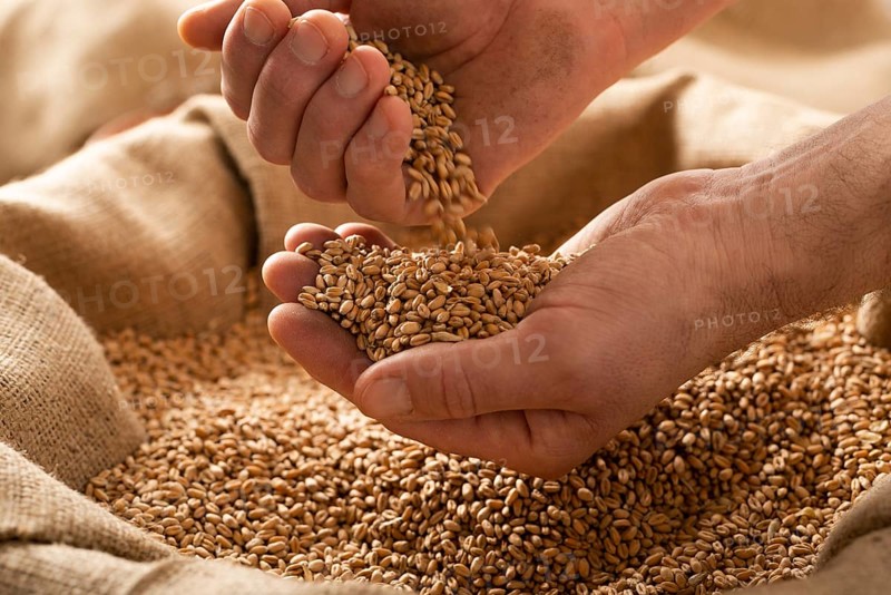 Caucasian male showing wheat grains in his hands over burlap sack