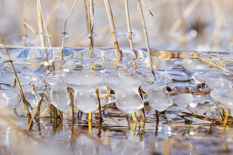 Frozen ice formations surround reed grasses standing in clear water, Sipplingen, Lake Constance, Baden-Württemberg, Germany, Europe