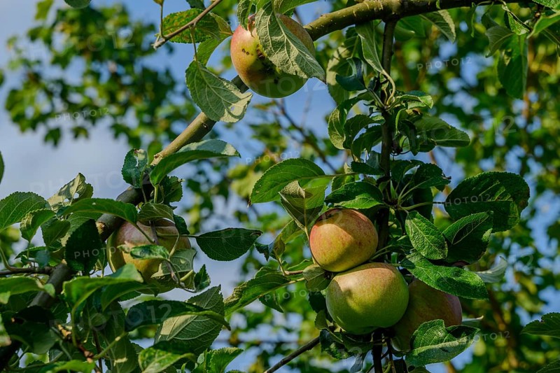 Apples hanging on a tree with green leaves under a blue sky, Bogen, Lower Bavaria