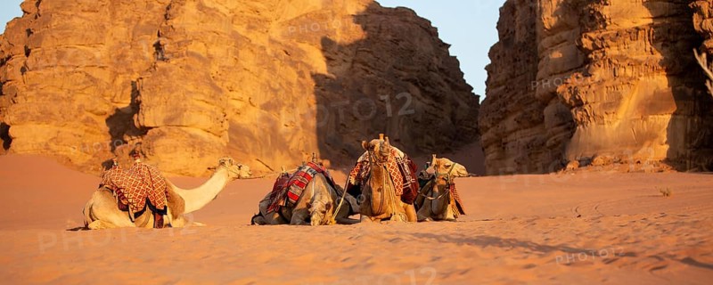 Camels lying down in the desert sand, Wadi Rum, Jordan banner