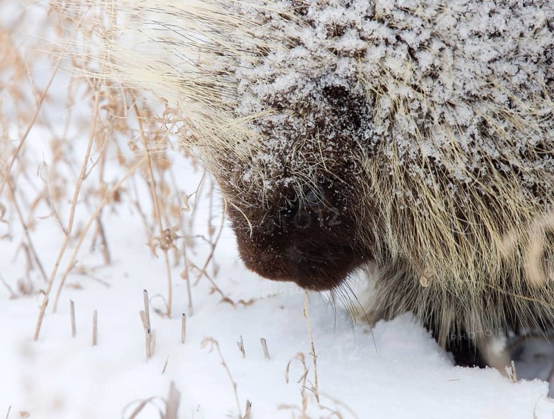Porcupine in Winter Saskatchewan Canada snow and cold