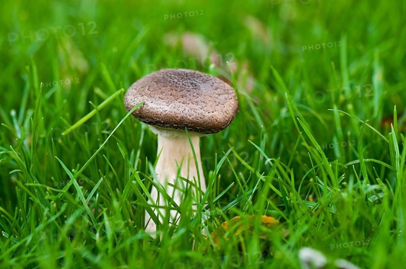 Autumnal group of mushrooms in the grass