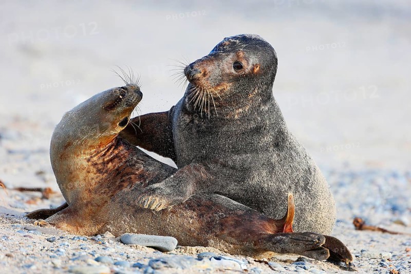 Grey seal (Halichoerus grypus), Heligoland, Schleswig-Holstein, Germany, Europe