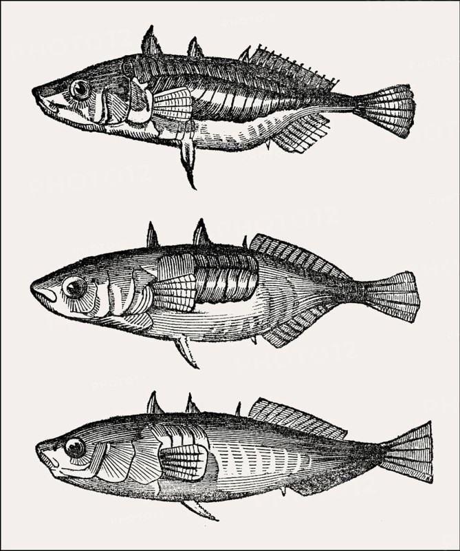 3 different types of three-spined stickleback (Gasterosteus aculeatus), 19th century