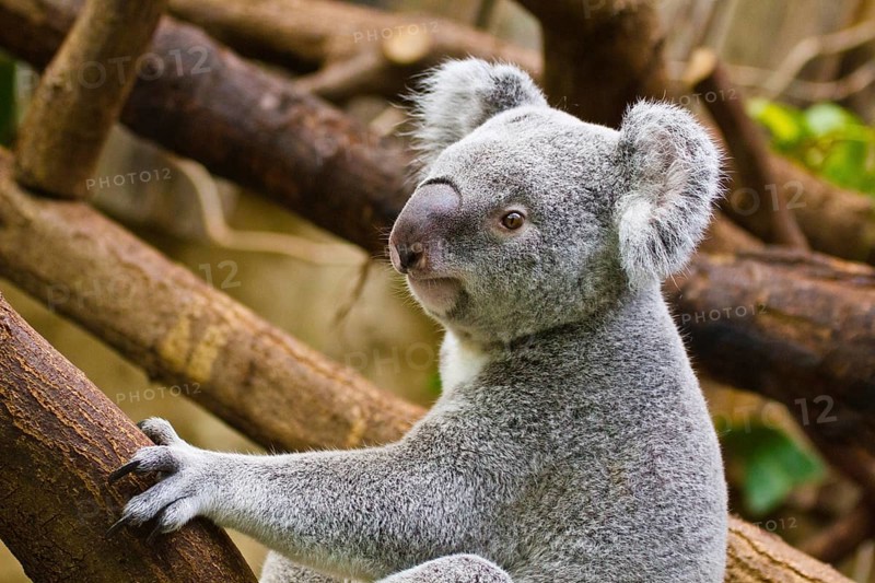 Koala (Phascolarctos cinereus)