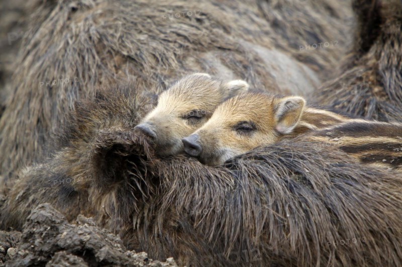 Wild boar family