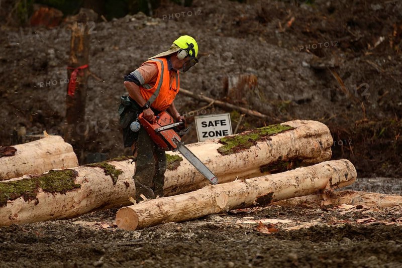 A forestry worker trims a Pinus radiata log at a logging site near Kumara, West Coast, New Zealand, Oceania