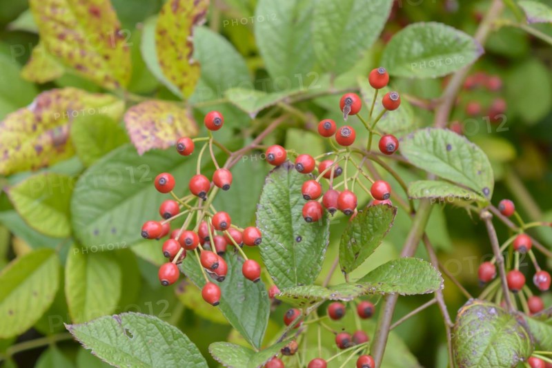 Multiflora rose (Rosa multiflora), Britzer Garten, Berlin, Berlin, Germany, Europe
