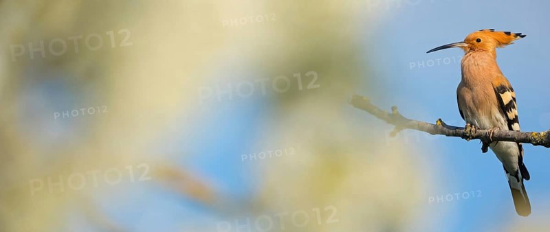 Hoopoe, (Upupa epops), on a perch, family Hoopoes, early raptors, Hides de El Taray / Lesser Kestrel Hide, Villafranca de los Caballeros, Castilla La Mancha / Toledo, Spain, Europe
