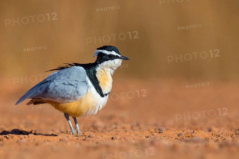 Crocodile-bird, (Pluvianus aegytpticus), Crocodile-bird, Egyptian Plover, Pluvian fluviatile, Pluvial, Njau area, Njau, North Bank, Gambia, Africa
