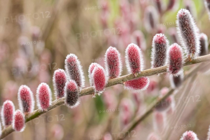 Red pussy willow (Salix gracilistyla 'Mt. Aso'), RHS Garden Wisley, Great Britain