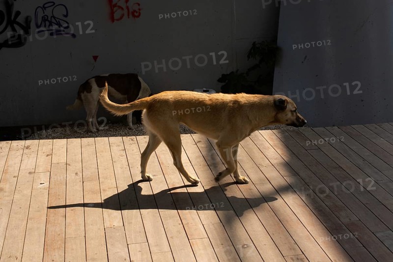 Homeless stray dog in view as omestic animal concept